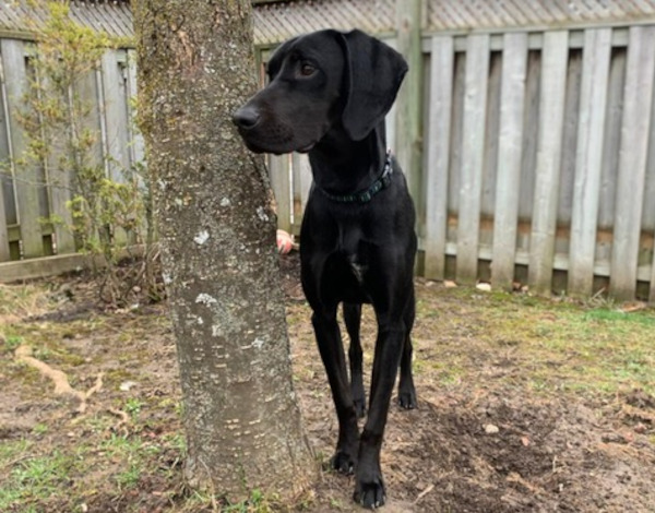 Milo. Vizsla Cross Dog for adoption