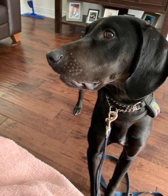 Milo. Vizsla Cross Dog for adoption