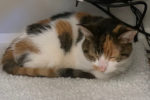 chanelle. declawed cat for adoption