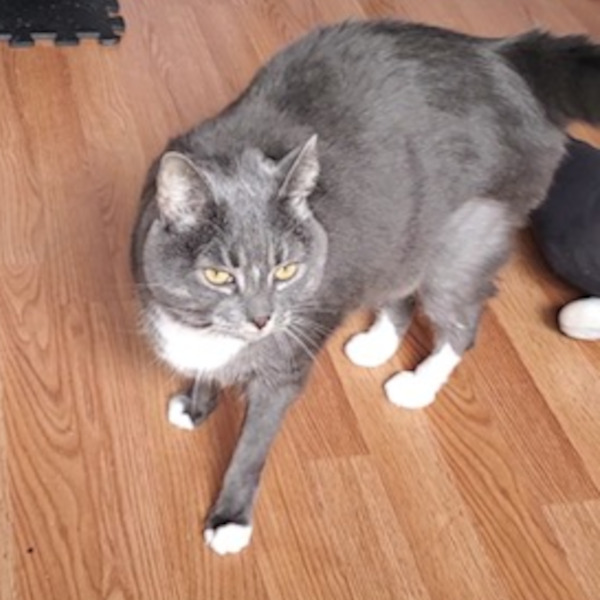Kylia. declawed, female cat for adoption