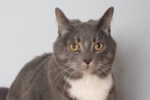 Kylia. Affectionate, Declawed, Female Cat Has Found A New Home 