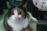 Cookie. Absolutely Lovely Cat, Cherished Pet. New Home Found 