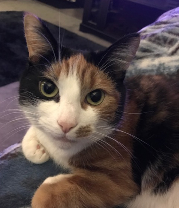 Cookie. Absolutely Lovely Cat, Cherished Pet. New Home Found | Oasis Animal Rescue and Education Center Cookie. Absolutely Lovely Cat, Cherished Pet. New Home Found | Oasis Animal Rescue and Education Center