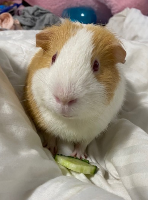 James. male guinea pig for adoption