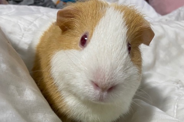 James. male guinea pig for adoption