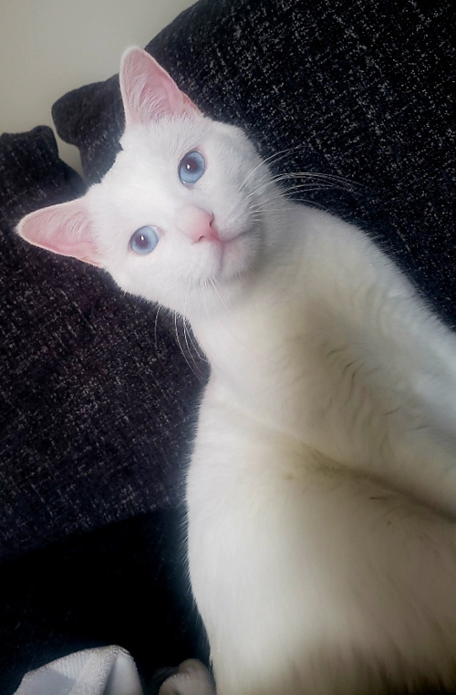 Snowdrop. Special Cat for adoption