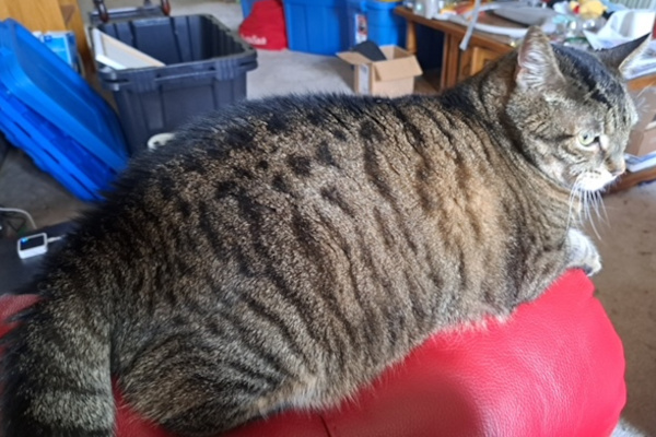 Joey. Senior cat in need of new home