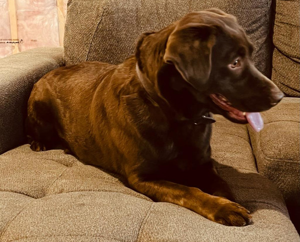 Cocoa. Young, female, chocolate lab for adoption