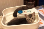 Lizzie And Tommy. Lucky Rescue Kittens Have Both Found Their ..