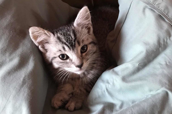 Lizzie. kitten for adoption