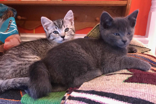 Lizzie And Tommie. Lucky Rescue Kittens Need New Home(s). Toronto Durham Region GTA