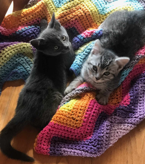 Lizzie And Tommie. Lucky Rescue Kittens Need New Home(s). Toronto Durham Region GTA