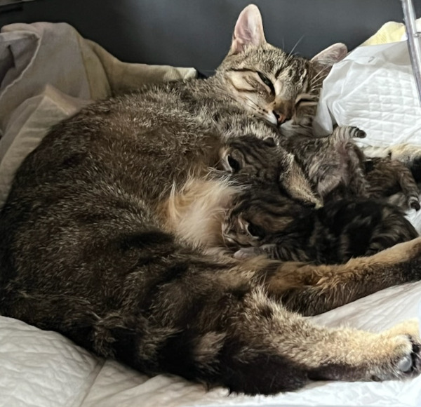 Mabelle's kittens for adoption