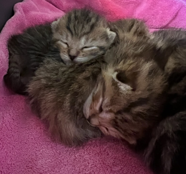 kittens for adoption toronto durham region gta