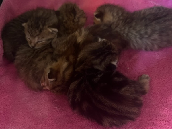 kittens for adoption toronto durham region gta