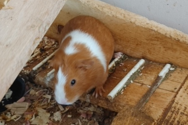 Guinea Pig for adoption