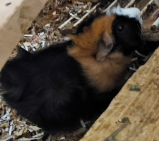 Guinea Pig for adoption