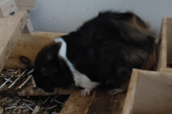 Guinea Pig for adoption