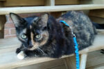 Moo. Stunning, Declawed, Female Cat Finds New Home 