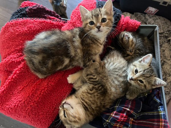 kittens for adoption , Toronto GTA