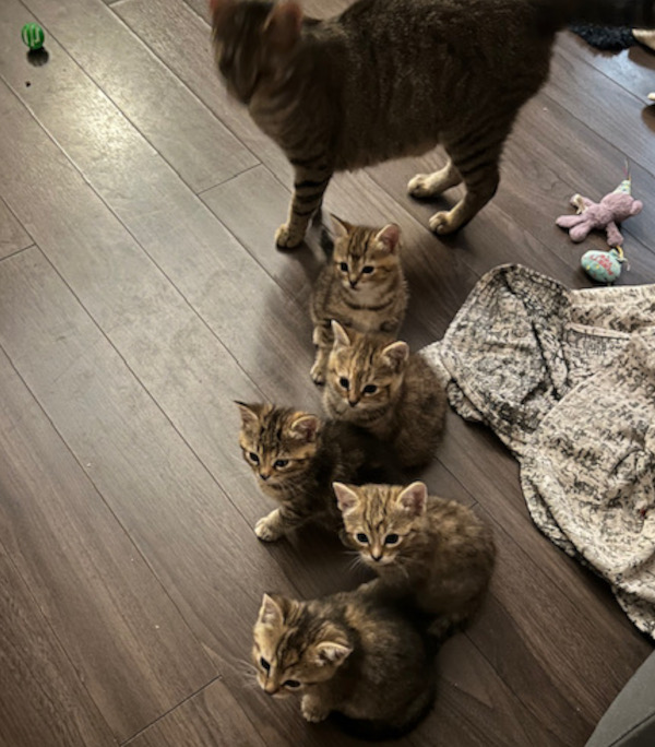 kittens for adoption , Toronto GTA