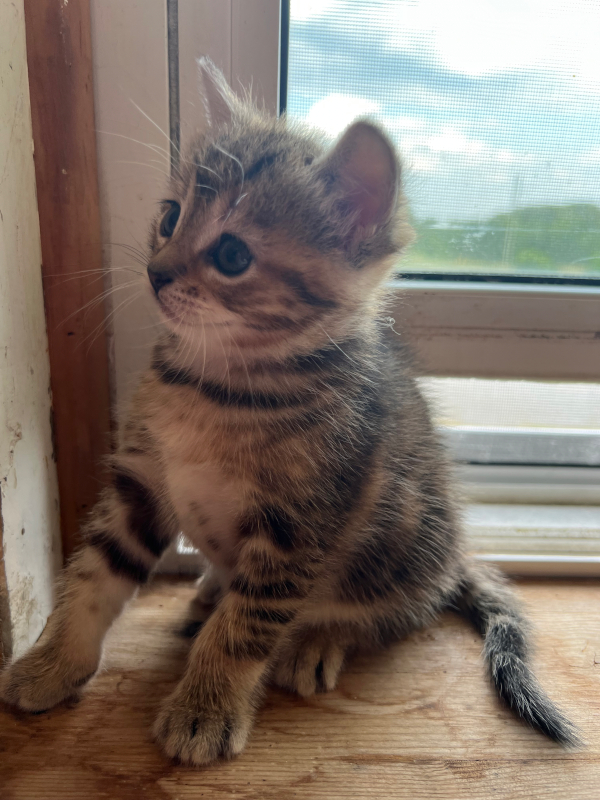 kittens for adoption , Toronto GTA