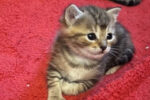 Mabelle’s Five Kittens. Need New Homes – ALL ADOPTED 