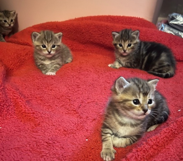 kittens for adoption , Toronto GTA