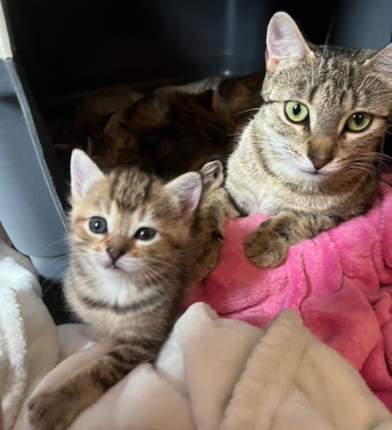 kittens for adoption , Toronto GTA