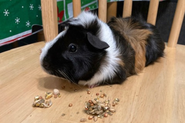 Sadie. Guinea Pig for adoption GTA Toronto Durham region