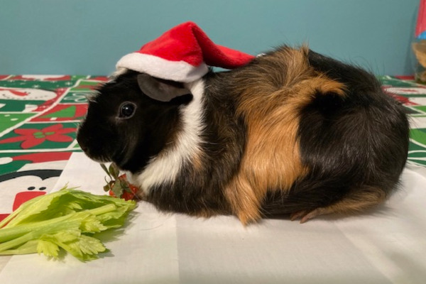 Sadie. Guinea Pig for adoption GTA Toronto Durham region