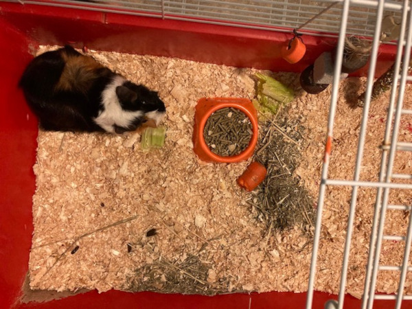 Sadie. Guinea Pig for adoption GTA Toronto Durham region