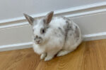 Mopsy. Rabbit for adoption