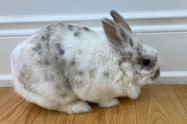 Mopsy. Rabbit for adoption