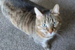 Cinders. Female cat for adoption