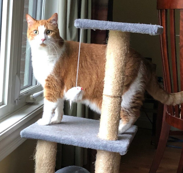 Cleo. Senior cat, declawed, for adoption