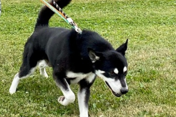 Cosmo. Siberian Husky Cross dog adoption