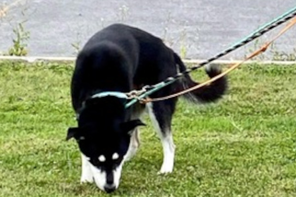 Cosmo. Siberian Husky Cross dog adoption