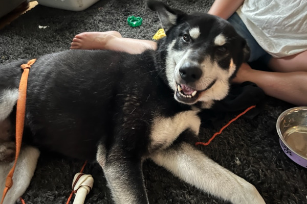 Cosmo. Siberian Husky Cross dog adoption