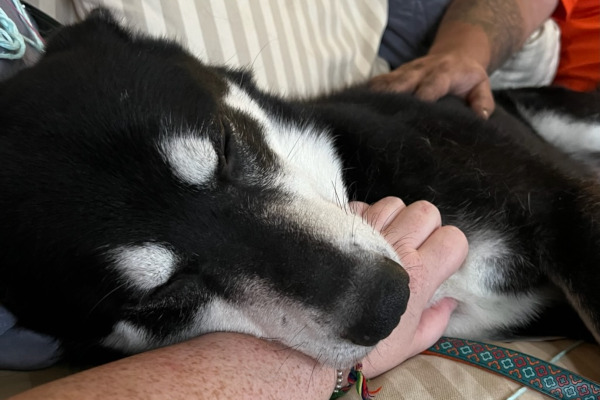 Cosmo. Siberian Husky Cross dog adoption