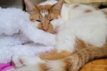Finnegan. Friendly, Young, Male Cat Has Found His Loving New ..