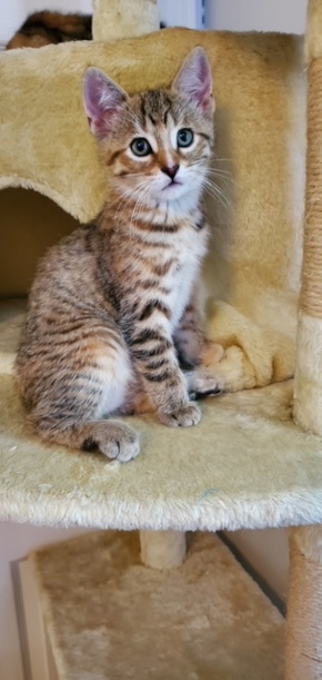 Kittens for adoption Toronto Durham Region GTA