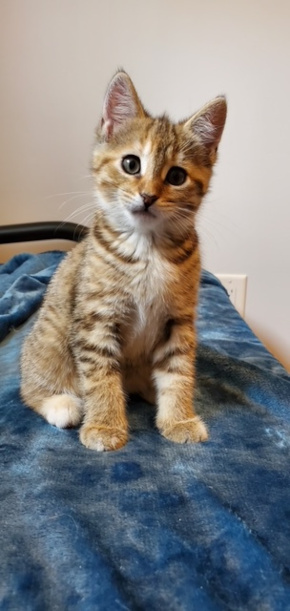 Kittens for adoption Toronto Durham Region GTA