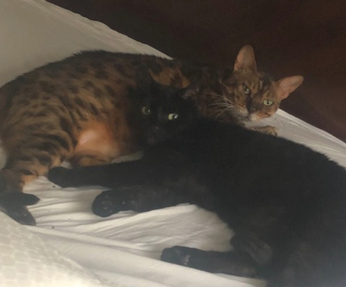 Matza and Momo. Male cats, adoption