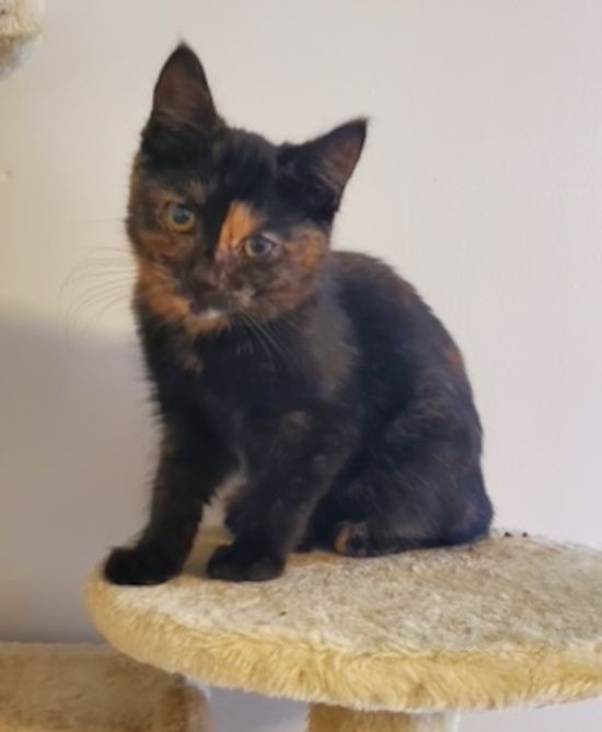 Mindy. Female, rescue kitten for adoption