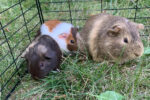 Mocha, S’mores and Marley. Guinea Pig Trio Have Found Their ..