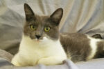 Eloise. Young Cat, Absolute Sweetie Has Found New Family 