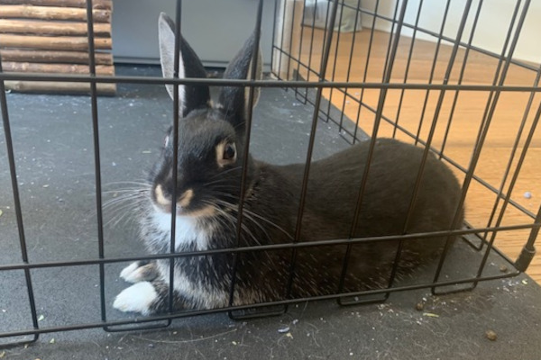 Juniper. Rabbit for adoption, young female