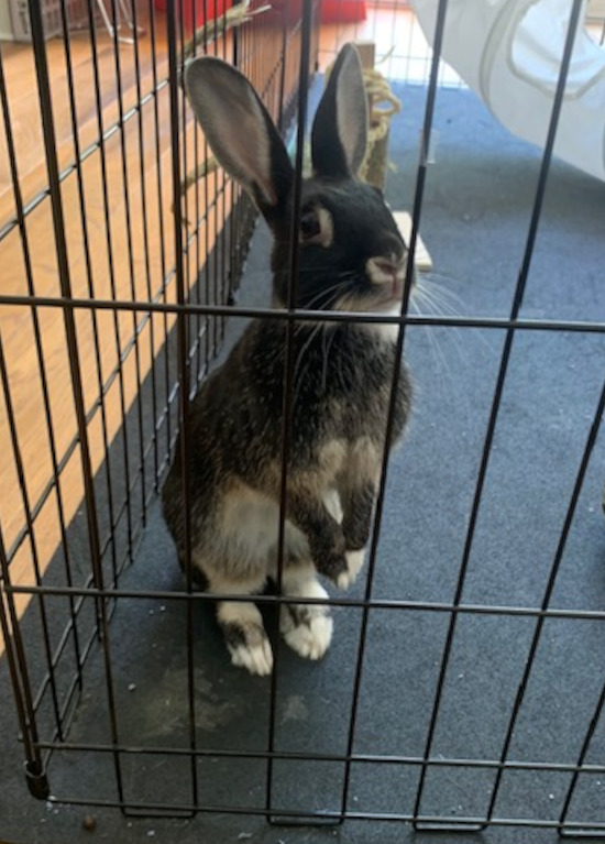 Juniper. Rabbit for adoption, young female