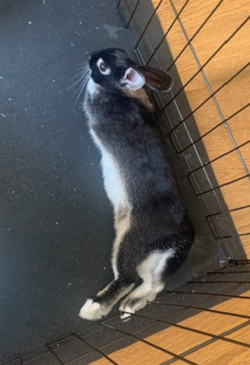 Juniper. Rabbit for adoption, young female